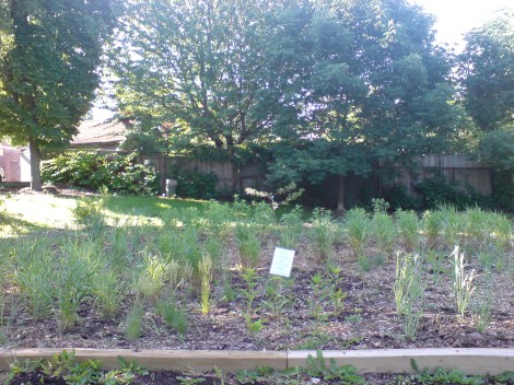 another look at the grasses