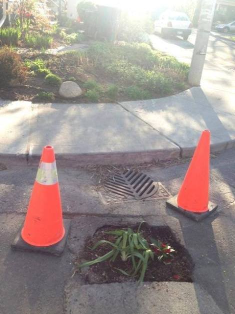 Pothole planting from Palmerston Square Park-on-the-Street (photo credit: Ranger Anjum Chagpar)
