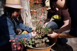 Laneway Greening Workshop: Ping and Aidan get their hands dirty.  Photograph: Tiffany Chiang