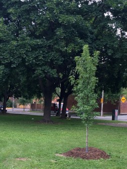 This little Sweetgum sapling planted last weekend needs a "Friend"